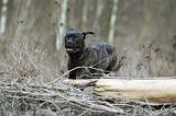 CANE CORSO 764